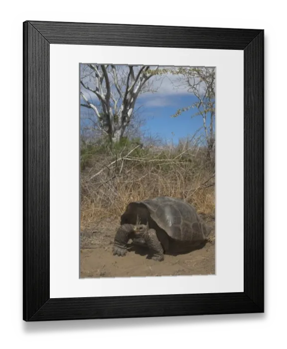 Framed Print : Intermediate form of Galapagos Giant Tortoise (Geochelone elephantophus) Wolf Volcano Framed Print : Intermediate form of Galapagos Giant Tortoise (Geochelone elephantophus) Wolf Volcano