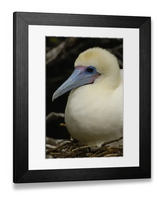 Framed Print : Central America, Ecuador Framed Print : Central America, Ecuador
