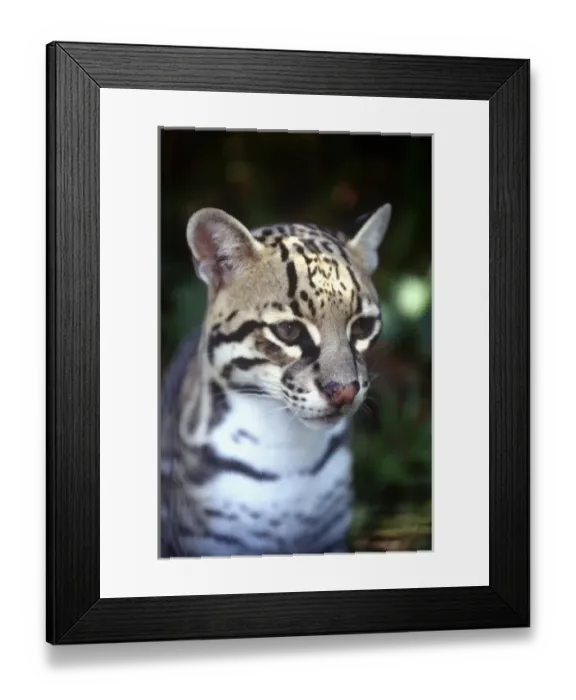 Framed Print : Belize, Cockscomb Jaquar Preserve, Ocelot