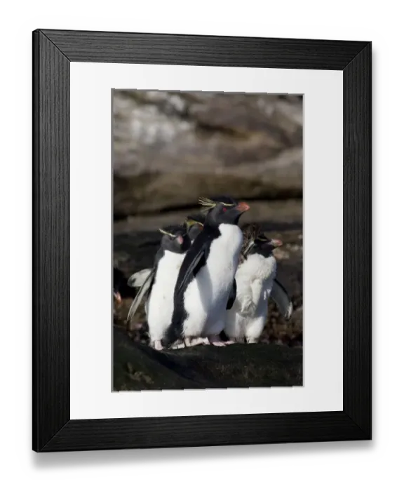 Framed Print : Falkland Islands, West Falkland, Saunders Island. Southern Rockhopper penguins (wild Framed Print : Falkland Islands, West Falkland, Saunders Island. Southern Rockhopper penguins (wild