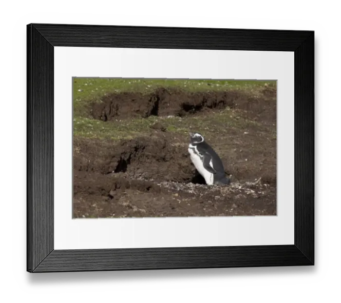 Framed Print : Falkland Islands, West Falkland, Saunders Island. Magellanic penguin (wild: Spheniscus