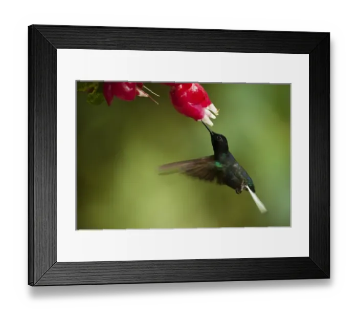 Framed Print : Central America, Ecuador Framed Print : Central America, Ecuador