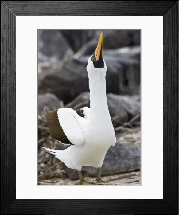 Framed Print : Ecuador. A Nazca Booby displays on Espaniola Island in the Galapagos Framed Print : Ecuador. A Nazca Booby displays on Espaniola Island in the Galapagos