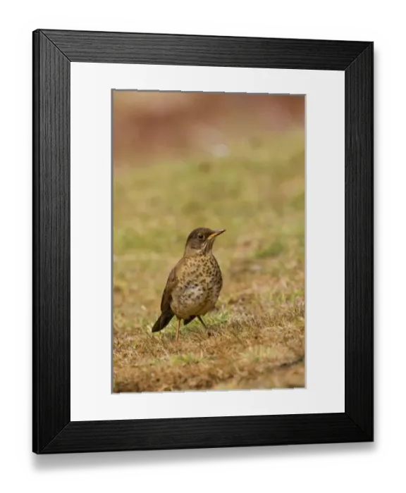 Framed Print : South America, Falkland Islands Framed Print : South America, Falkland Islands