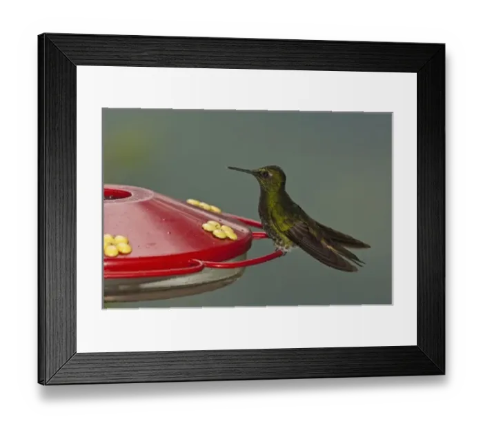 Framed Print : Buff-tailed Coronet(Boissonneaua flavescens) on Feeder, Mindo, Cloud Forest, West slope of Andes