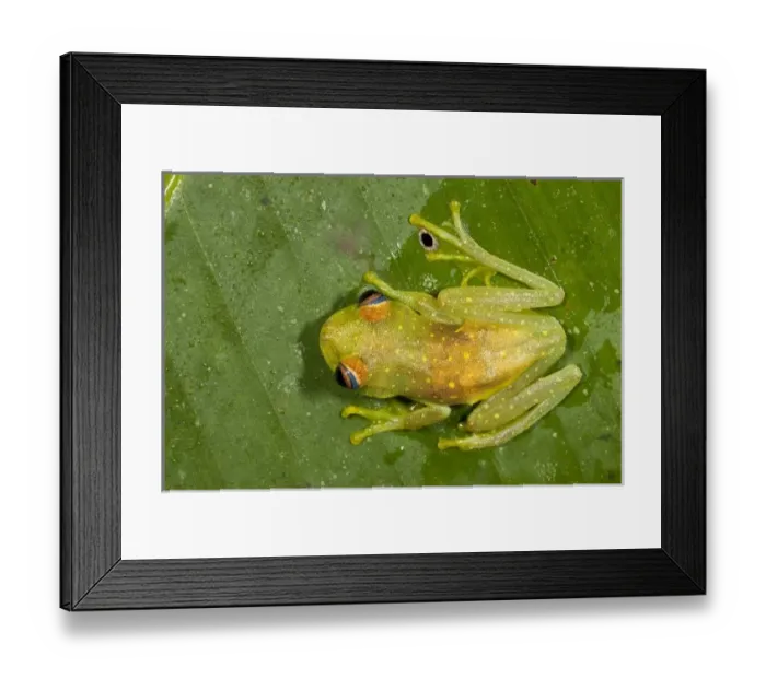 Framed Print : Central America, Ecuador Framed Print : Central America, Ecuador