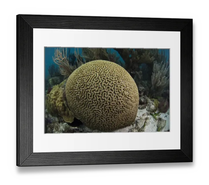 Framed Print : Central America, Belize