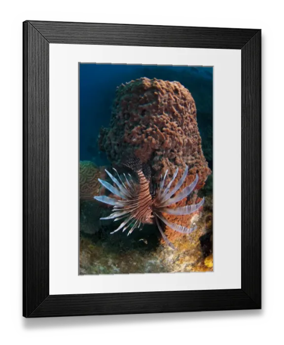 Framed Print : Red Lionfish (Pterois volitans) Coral Reef Island, Belize Barrier Reef. Second largest Framed Print : Red Lionfish (Pterois volitans) Coral Reef Island, Belize Barrier Reef. Second largest