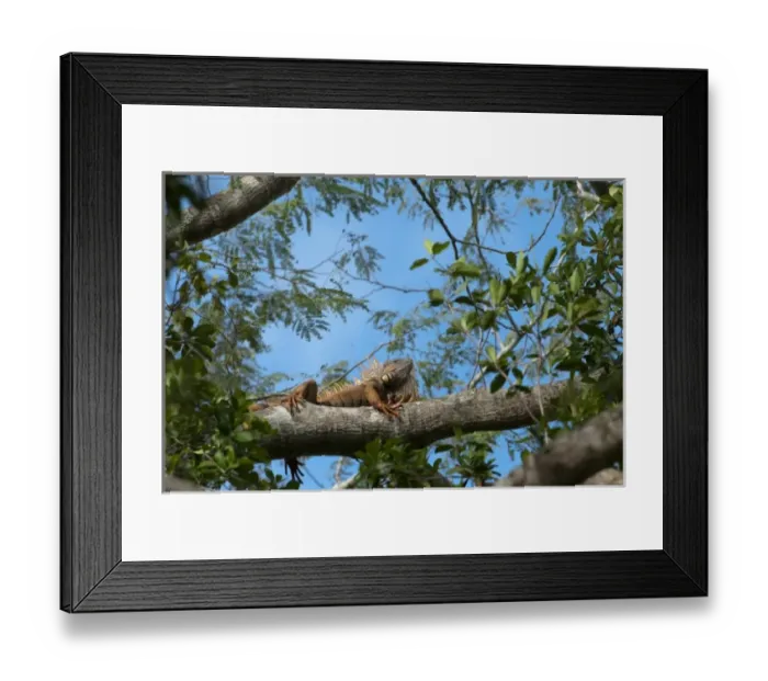 Framed Print : Green Iguana (Iguana iguana) Belize, Central America Framed Print : Green Iguana (Iguana iguana) Belize, Central America