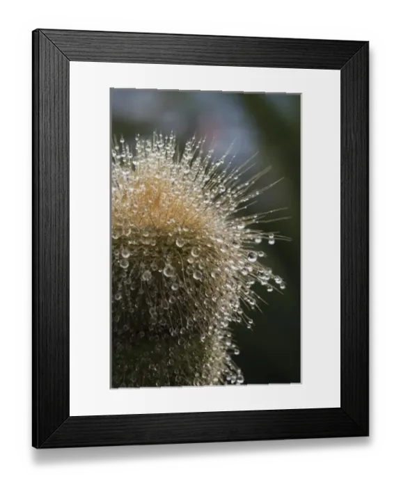 Framed Print : Central America, Ecuador Framed Print : Central America, Ecuador