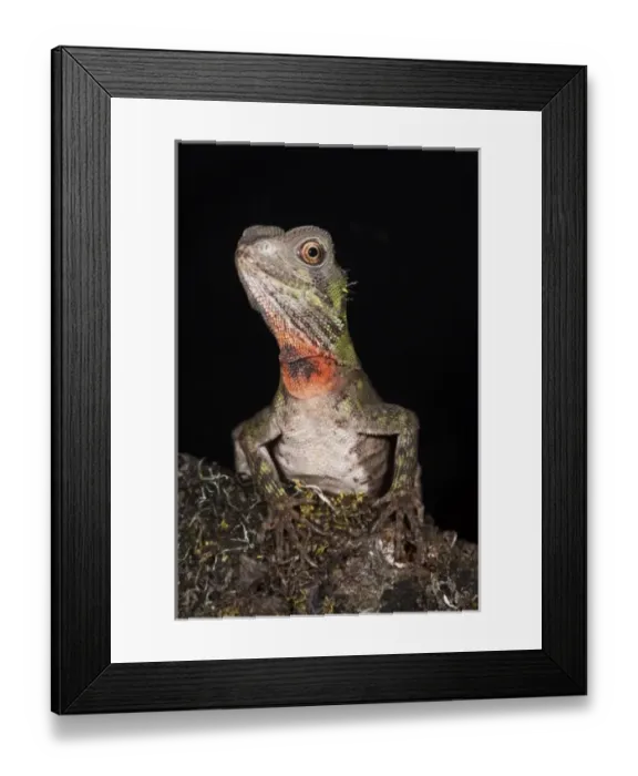 Framed Print : Guichenots Dwarf Iguana (Enyaliodes laticeps), Amazon Rainforest, Pastaza Province