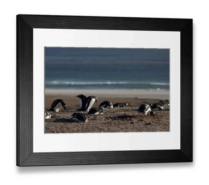 Framed Print : South America, Falkland Islands Framed Print : South America, Falkland Islands