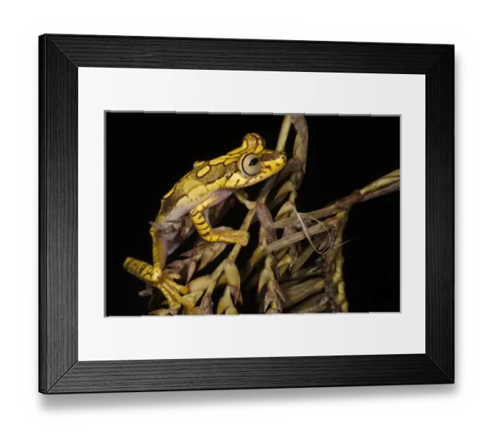 Framed Print : Central America, Ecuador Framed Print : Central America, Ecuador