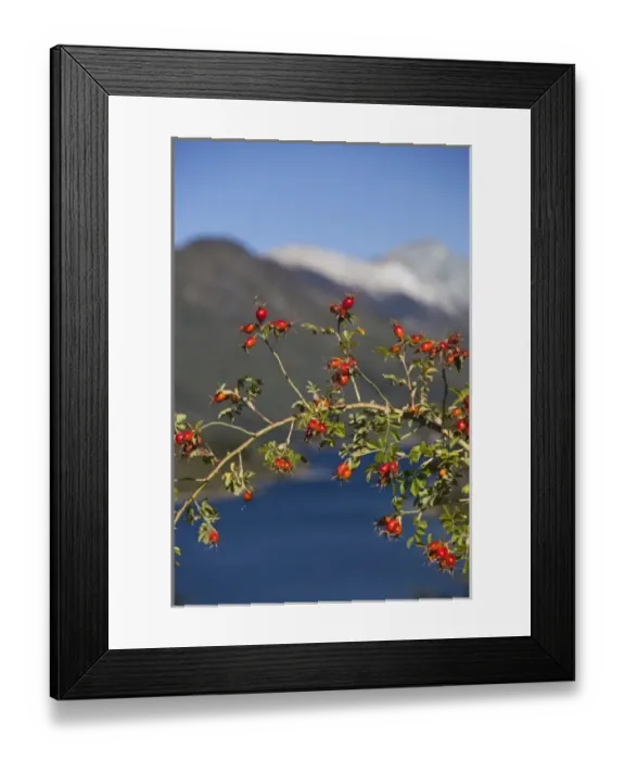 Framed Print : Argentina, Rio Negro Province, Villa Mascardi. Wild Rose Hips (Rosa muschata)