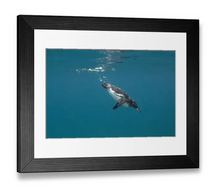 Framed Print : Galapagos Penguin (Spheniscus mendiculus) Bartolome Island, Galapagos Islands, Ecuador