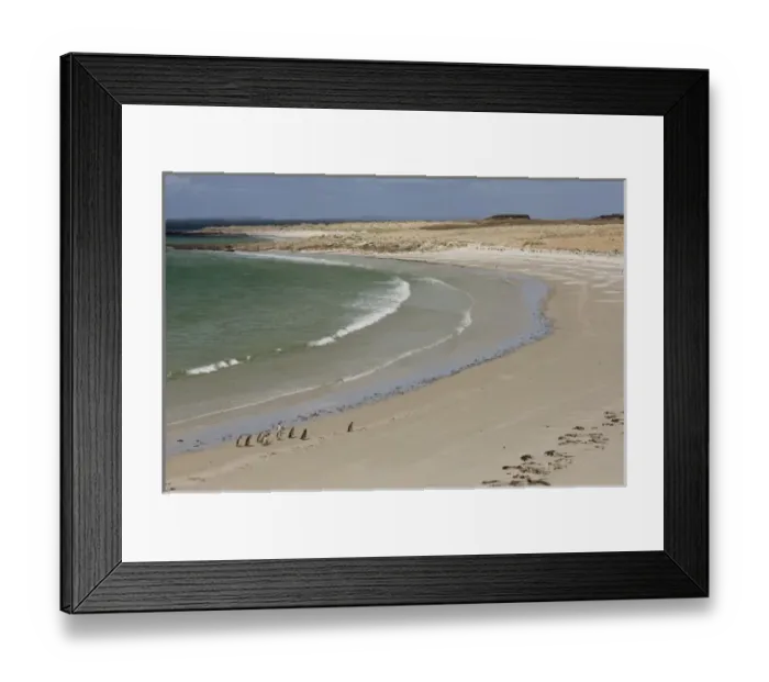 Framed Print : South America, Falkland Islands Framed Print : South America, Falkland Islands