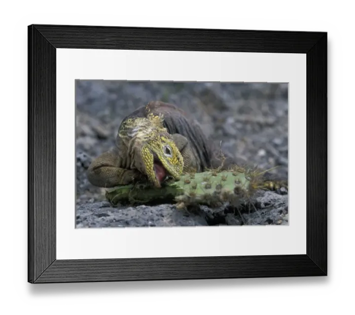 Framed Print : Central America, Ecuador Framed Print : Central America, Ecuador