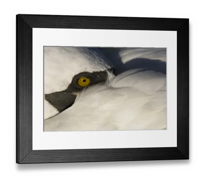 Framed Print : Nazca Booby, (formerly Masked booby) (Sula granti), Punta Cevallos, EspaAnola or Hood Island Framed Print : Nazca Booby, (formerly Masked booby) (Sula granti), Punta Cevallos, EspaAnola or Hood Island