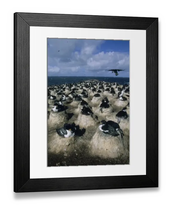 Framed Print : Imperial Cormorant, (Phalacrocorax articeps), nest colony, Sea Lion Island, Falkland Islands Framed Print : Imperial Cormorant, (Phalacrocorax articeps), nest colony, Sea Lion Island, Falkland Islands