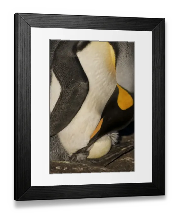 Framed Print : South America, Falkland Islands Framed Print : South America, Falkland Islands