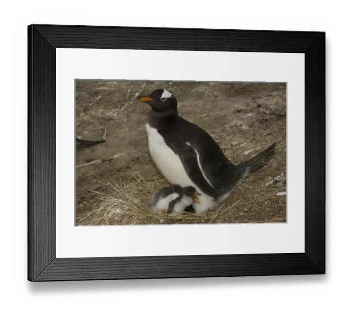Framed Print : Gentoo Penguin (Pygoscelis papua) and chicks. These penguins are residents and breed Framed Print : Gentoo Penguin (Pygoscelis papua) and chicks. These penguins are residents and breed