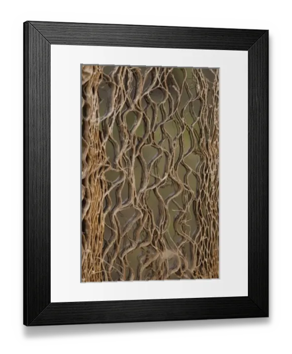 Framed Print : Giant Prickly Pear Cactus (Opuntia echios) Puerto Ayora, Santa Cruz Island. Galapagos Islands Framed Print : Giant Prickly Pear Cactus (Opuntia echios) Puerto Ayora, Santa Cruz Island. Galapagos Islands