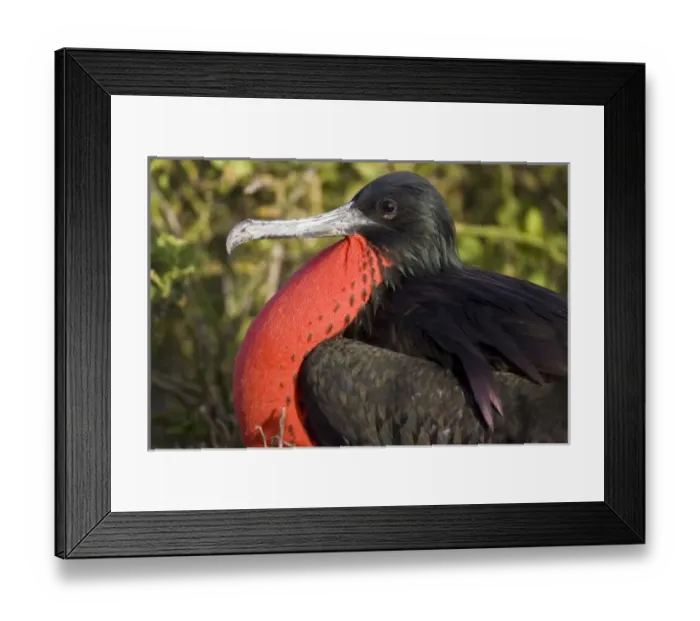 Framed Print : Ecuador. A male Magnificent Frigatebird inflates his gular pouch to attract females Framed Print : Ecuador. A male Magnificent Frigatebird inflates his gular pouch to attract females