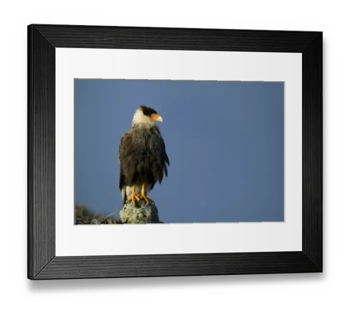 Framed Print : Crested Caracara, Polyborus plancus. Perched as it scans ground for food. Pantanal, Brazil