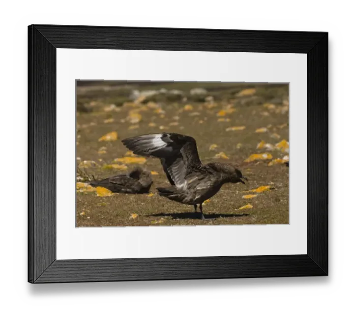 Framed Print : Antarctic Skua (Catharacta antarctica) Pebble Island, off north coast of West Falkland