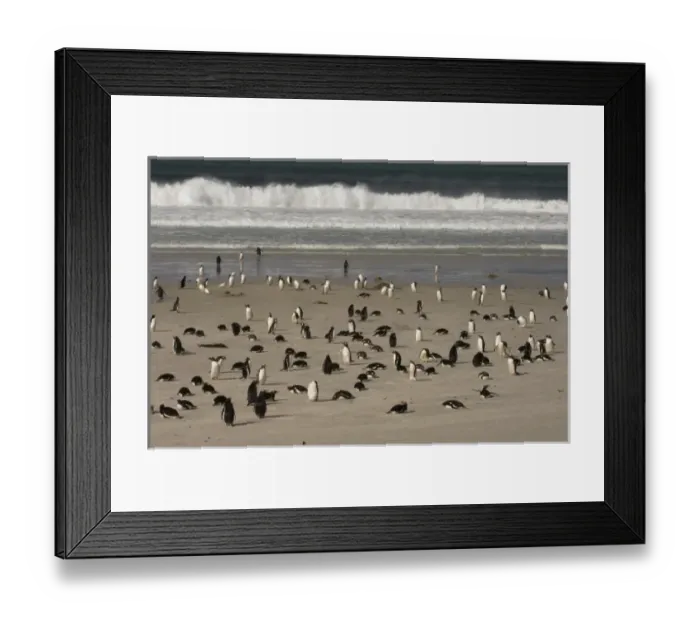 Framed Print : South America, Falkland Islands Framed Print : South America, Falkland Islands