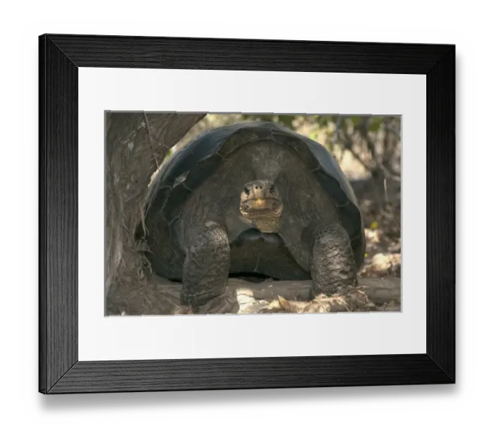Framed Print : Central America, Ecuador Framed Print : Central America, Ecuador