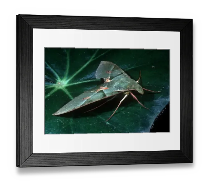Framed Print : Sphinx moth, Argentina Framed Print : Sphinx moth, Argentina