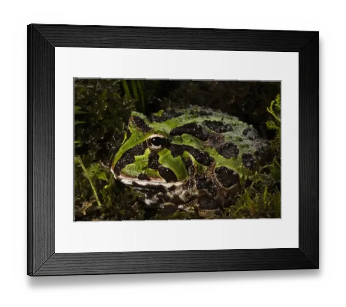 Framed Print : Central America, Ecuador Framed Print : Central America, Ecuador