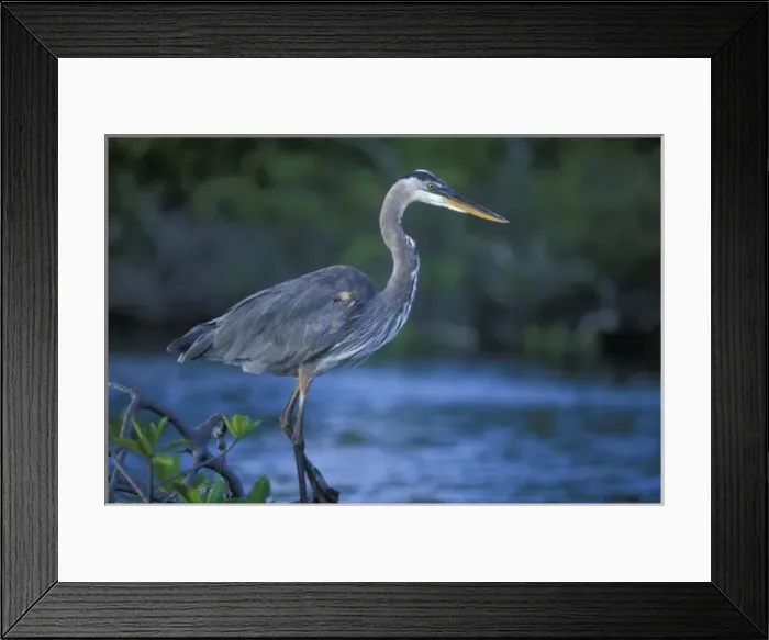 Framed Print : Ecuador, Galapagos Islands, Great Blue Heron (Ardea herodias) resting on branch near Framed Print : Ecuador, Galapagos Islands, Great Blue Heron (Ardea herodias) resting on branch near