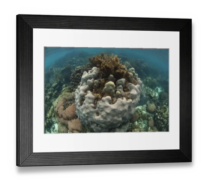Framed Print : Mixed Species Coral Reef Coral Reef Island, Belize Barrier Reef. Second largest barrier Framed Print : Mixed Species Coral Reef Coral Reef Island, Belize Barrier Reef. Second largest barrier