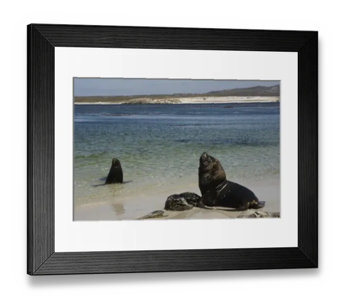Framed Print : Southern Sealion (Otaria flavescens) Bull. Kidney Island, East Falkland, Falkland Islands Framed Print : Southern Sealion (Otaria flavescens) Bull. Kidney Island, East Falkland, Falkland Islands