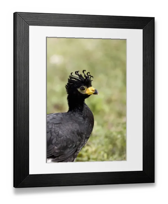 Framed Print : South America, Brazil, Pantanal. Bare-faced curassow Framed Print : South America, Brazil, Pantanal. Bare-faced curassow