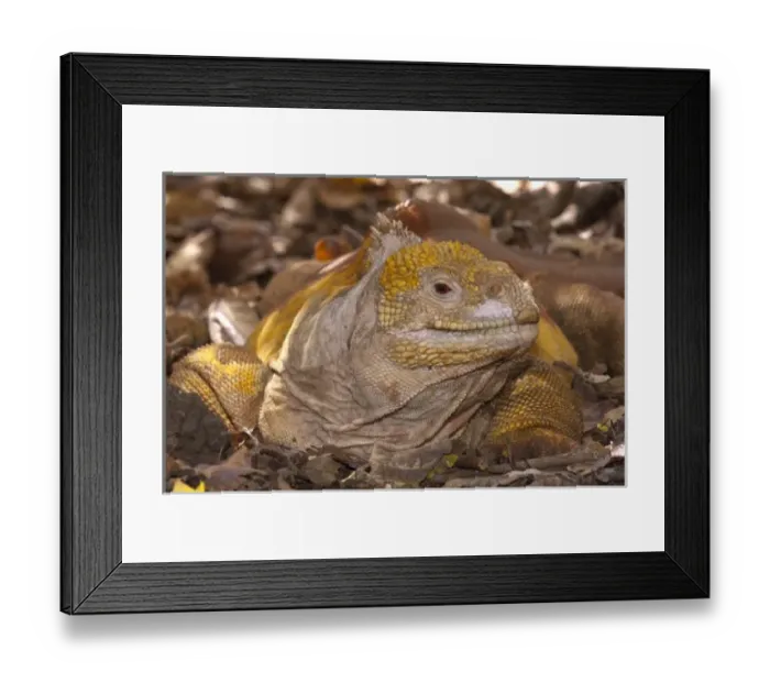 Framed Print : Land Iguana (Conolophus subcristatus) Base of Wolf Volcano, Isabela Island, Galapagos Islands