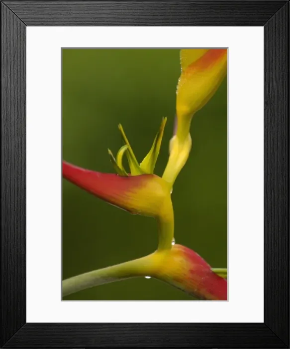 Framed Print : Central America, Ecuador Framed Print : Central America, Ecuador