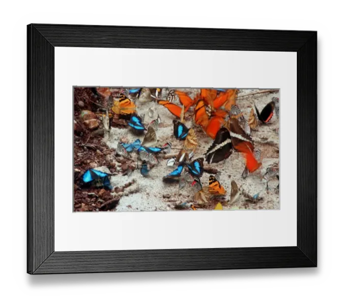 Framed Print : Argentine butterflies drinking near stream Framed Print : Argentine butterflies drinking near stream