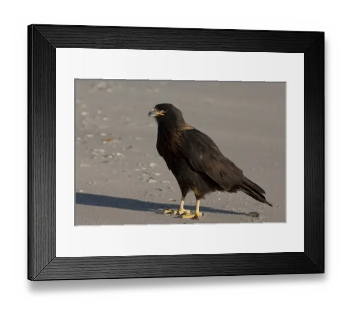 Framed Print : South America, Falkland Islands Framed Print : South America, Falkland Islands