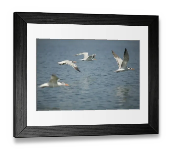 Framed Print : Interior Least Terns (Sterna Antillarum) in flight over Monkey River, Stann Creek District, Belize