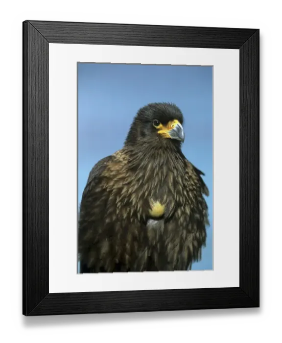 Framed Print : Striated Caracara Hawk, (Phalcoboenus australis) with full crop, New Island, Falkland Islands
