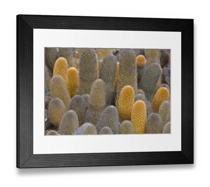 Framed Print : Central America, Ecuador Framed Print : Central America, Ecuador