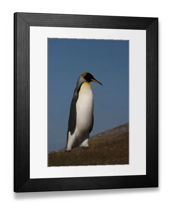 Framed Print : King Penguin (Aptenodytes p. patagonica), Saunders Island, Falkland Island