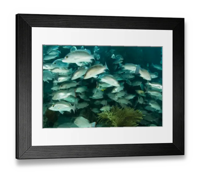 Framed Print : Schooling Mahogany Snappers & Grunts, Hol Chan Marine Park, Ambergris Caye, Belize Framed Print : Schooling Mahogany Snappers & Grunts, Hol Chan Marine Park, Ambergris Caye, Belize