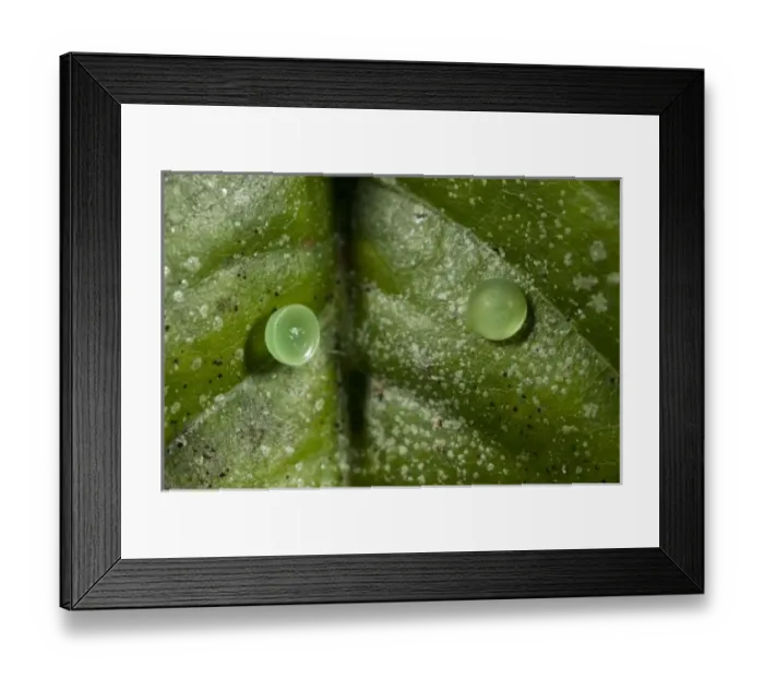 Framed Print : Achilles Morpho Butterfly Eggs (Morpho achilles), Napo River bordering Yasuni National Park
