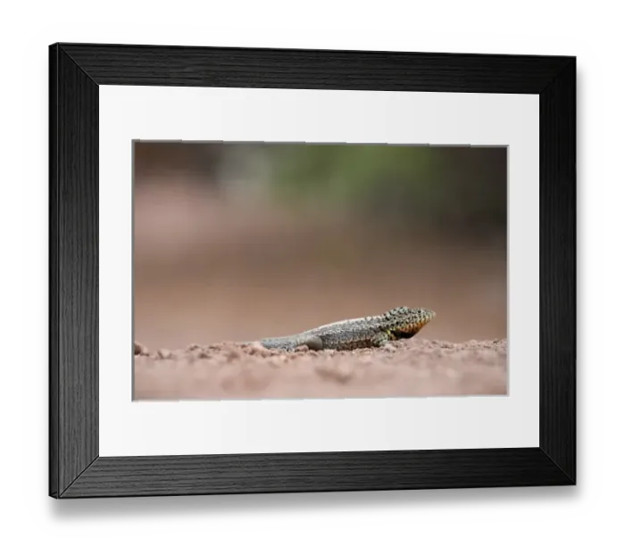 Framed Print : Ecuador, Galapagos Islands National Park, Santa Cruz Island, Puerto Ayora, Lava Lizard Framed Print : Ecuador, Galapagos Islands National Park, Santa Cruz Island, Puerto Ayora, Lava Lizard
