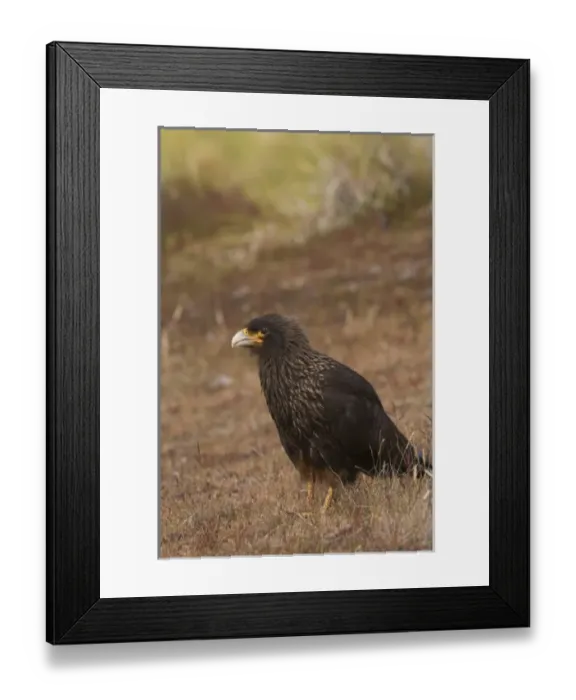 Framed Print : A striated Caracara or Johnny Rook as they are known by Falkland sheep farmers used Framed Print : A striated Caracara or Johnny Rook as they are known by Falkland sheep farmers used