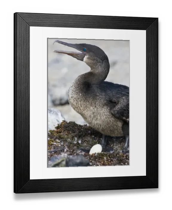 Framed Print : Ecuador. Flightless Cormorant sitting on a nest of seaweed on Fernanadina Island in the Galapagos Framed Print : Ecuador. Flightless Cormorant sitting on a nest of seaweed on Fernanadina Island in the Galapagos